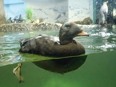Somateria fischeri