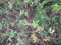 Potentilla approximata
