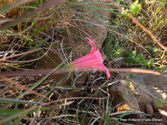 Cyrtanthus galpinii