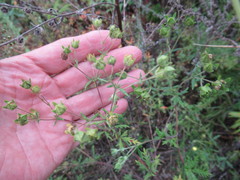 Potentilla approximata