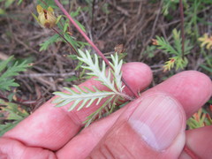 Potentilla approximata