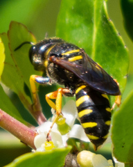 Ectemnius decemmaculatus