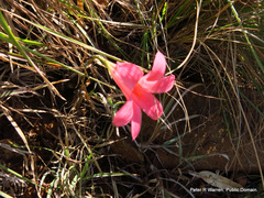 Cyrtanthus galpinii
