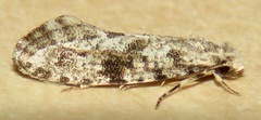 Nemapogon auropulvella