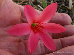 Cyrtanthus galpinii