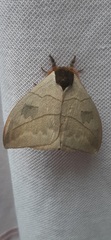 Automeris liberia