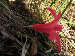 Cyrtanthus galpinii