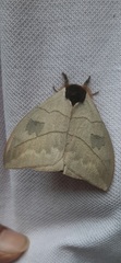 Automeris liberia