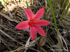 Cyrtanthus galpinii