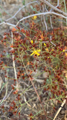 Hypericum triquetrifolium