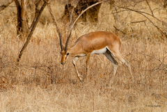 Gazella bennettii