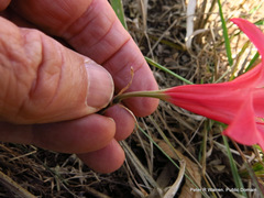 Cyrtanthus galpinii