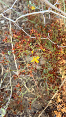 Hypericum triquetrifolium
