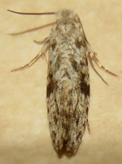 Nemapogon auropulvella