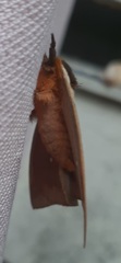Automeris liberia