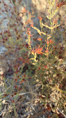 Hypericum triquetrifolium