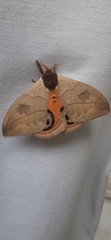 Automeris liberia
