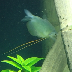 Trichopodus microlepis