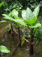 Typhonodorum lindleyanum