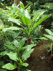 Typhonodorum lindleyanum