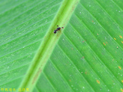 Teleopsis quadriguttata