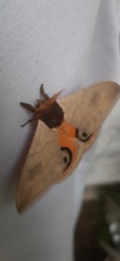 Automeris liberia