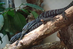 Varanus macraei