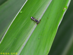 Teleopsis quadriguttata