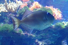 Xanthichthys ringens