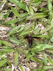 Hymenoptera