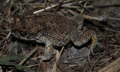 Vandijkophrynus angusticeps