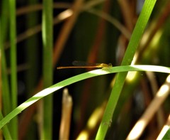 Ceriagrion rubiae