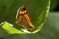 Taractrocera archias