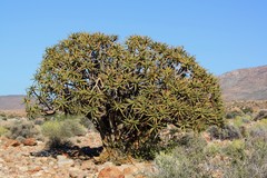 Aloidendron ramosissimum