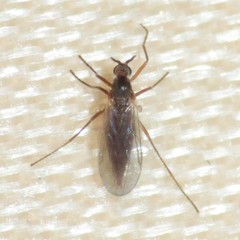 Lestremiinae
