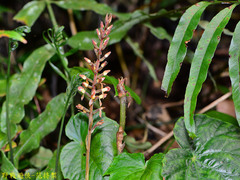 Goodyera rubicunda