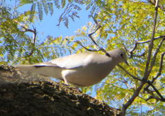 Streptopelia capicola