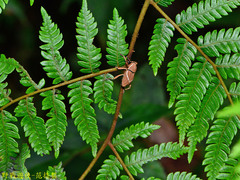 Cryptoderma formosense