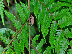 Cryptoderma formosense