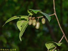 Actinidia callosa discolor