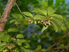 Actinidia callosa discolor