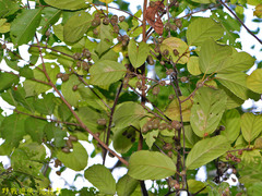 Actinidia callosa discolor