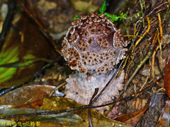 Amanita sculpta
