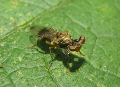 Sphyracephala brevicornis