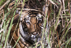 Panthera tigris tigris