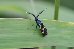 Balataea octomaculata