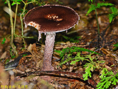 Amanita sculpta
