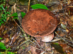 Amanita sculpta