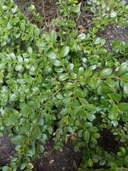 Buxus sempervirens