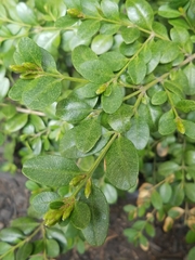 Buxus sempervirens